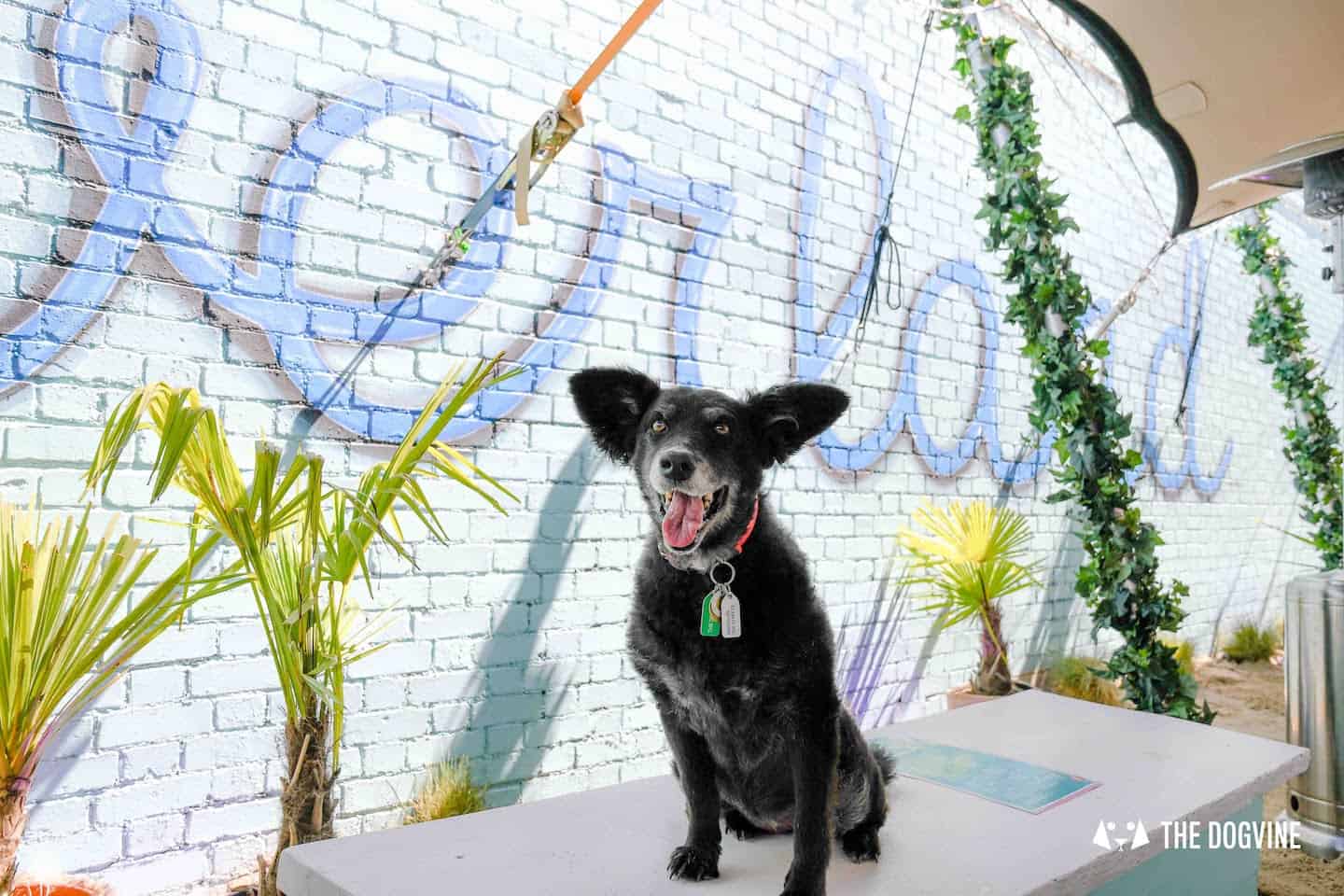 Dog-Friendly Neverland Beach Club | All You Need To Know