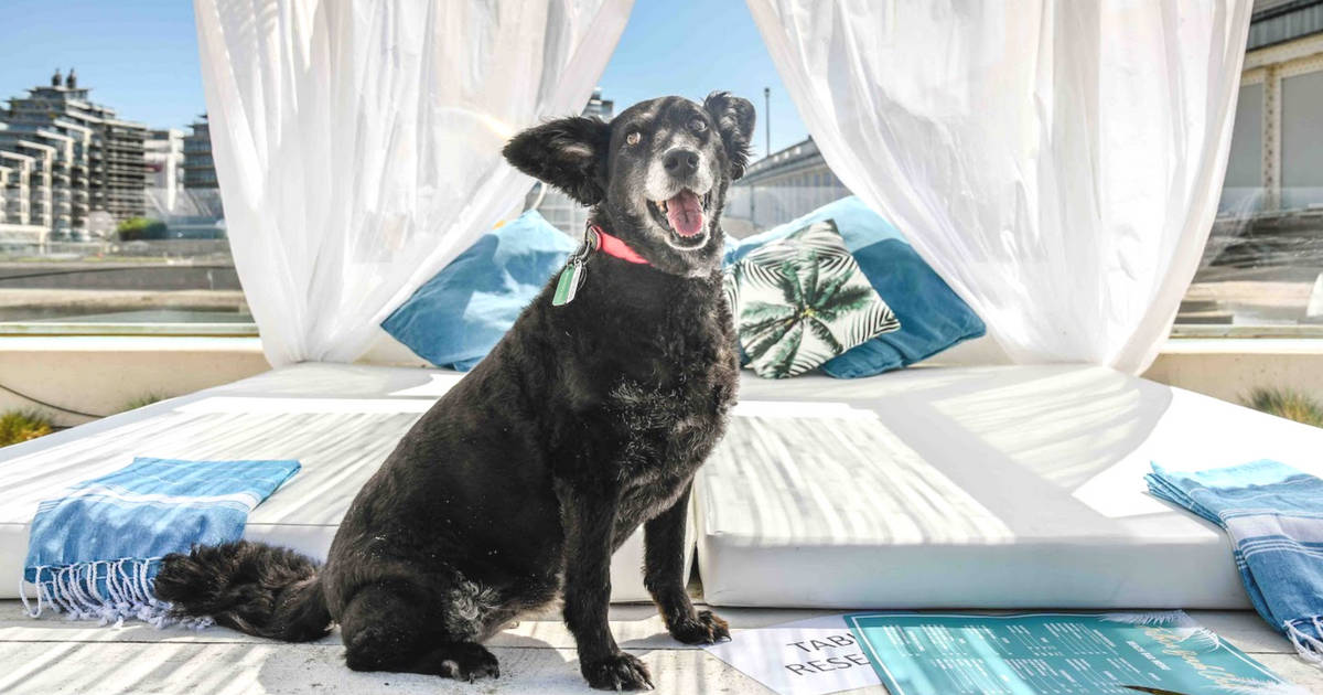 Dog-Friendly Neverland Beach Club | All You Need To Know