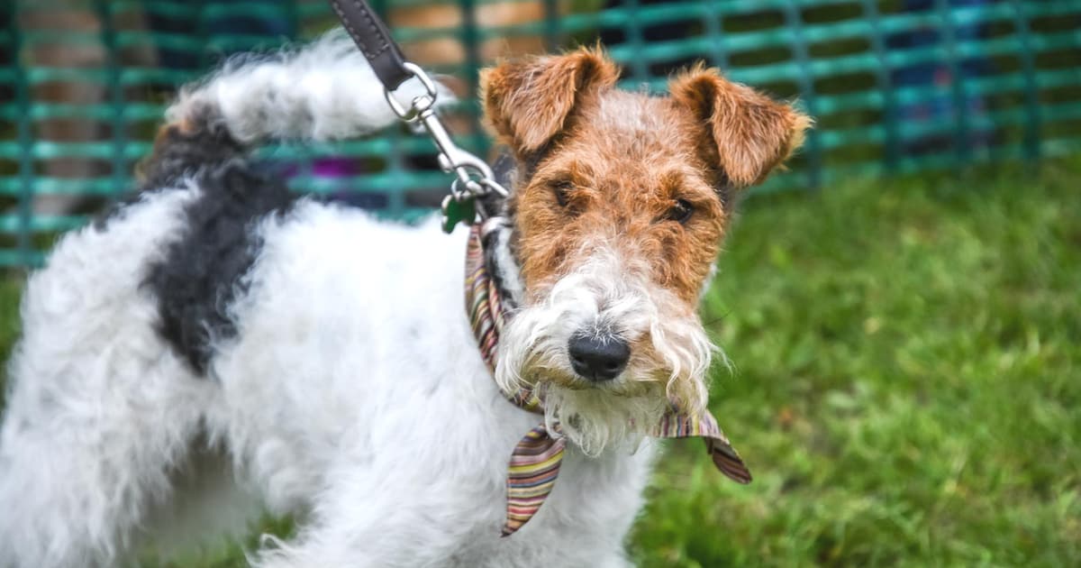 Things To Do With Your Dog In And Around London | 19-22 May
