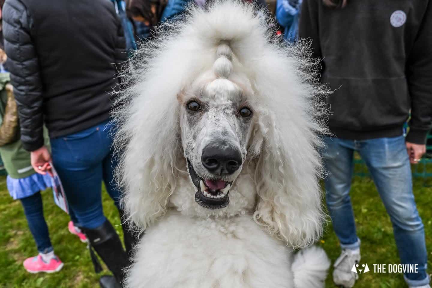 London Dogs At The Great Hampstead Bark Off 2018 27