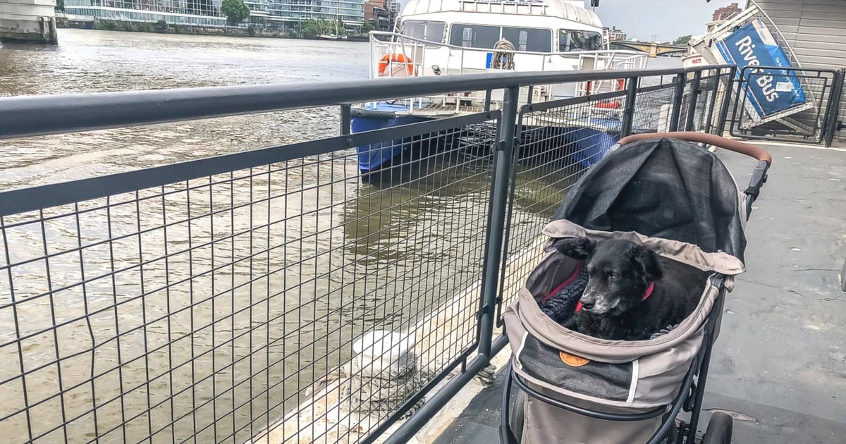 How To Get Around London With A Dog On The River Bus