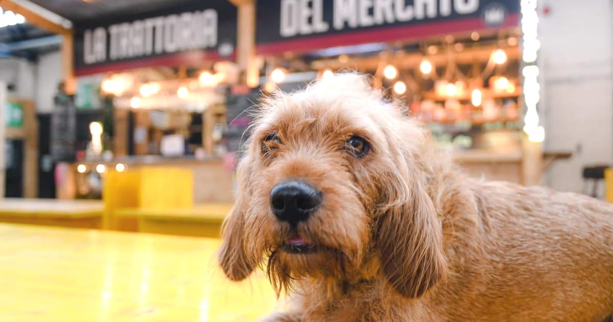 My Dog Friendly London Elephant & Castle | Amber the Basset Fauve