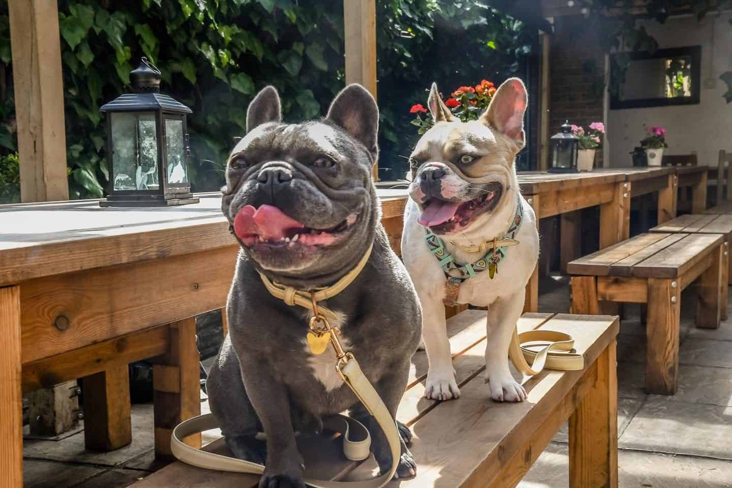 My Dog Friendly London By Herbie and Dave The Frenchies | Balham