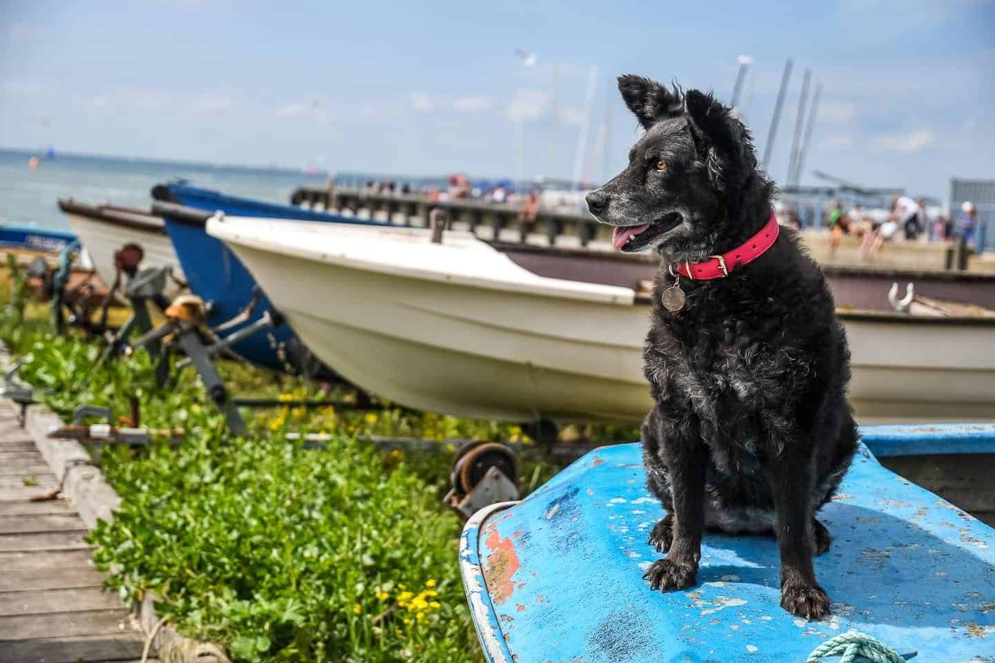 The Dogvine Day Out With Fetch & Follow In Dog-Friendly Whitstable