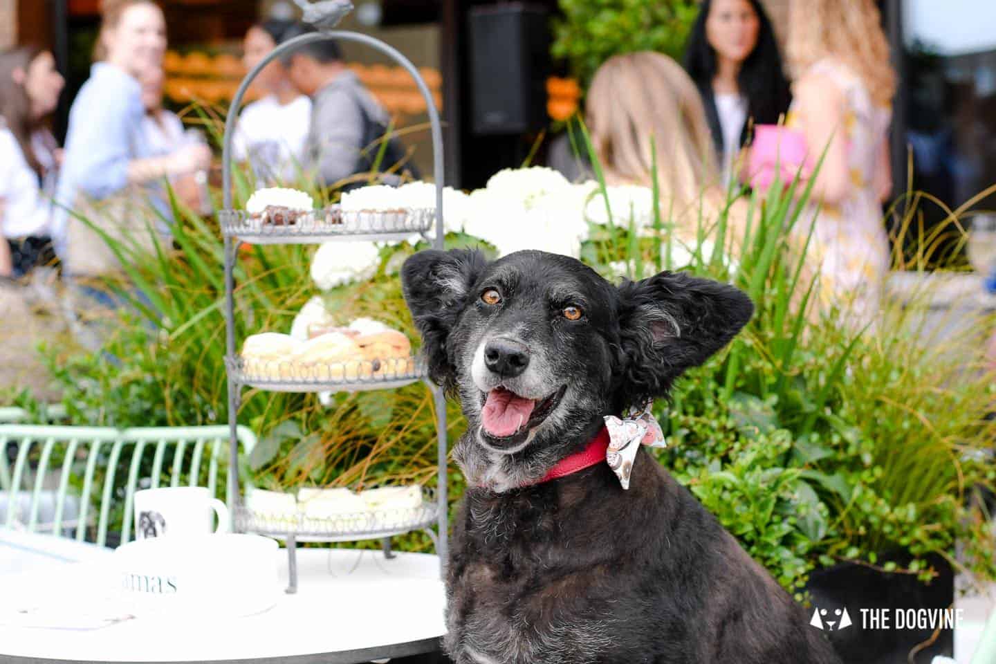 A Pup of Tea At Dog-Friendly Bluebird White City 50
