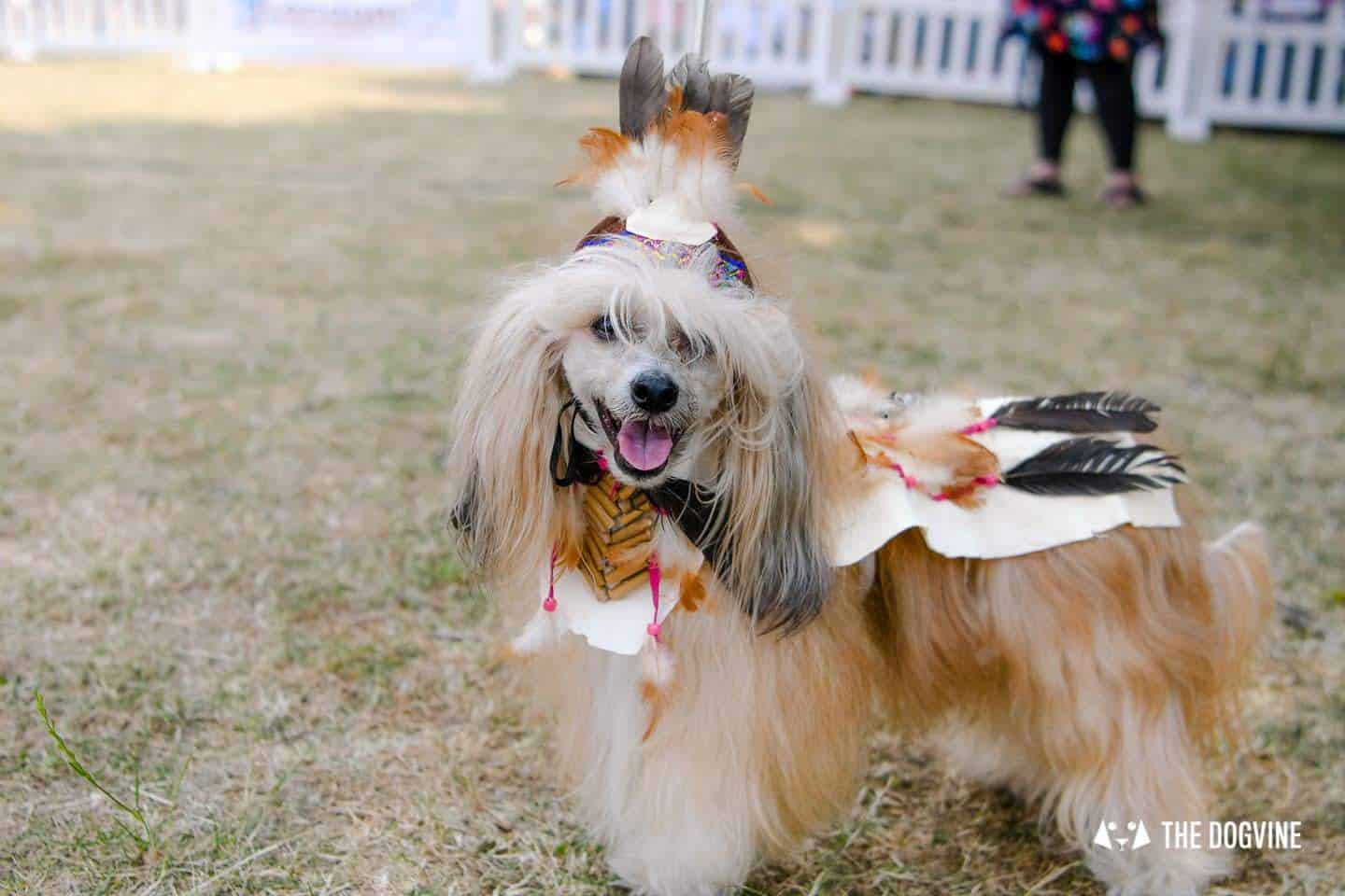 All Things Dog At The Canary Woof Dog Show 2018 15