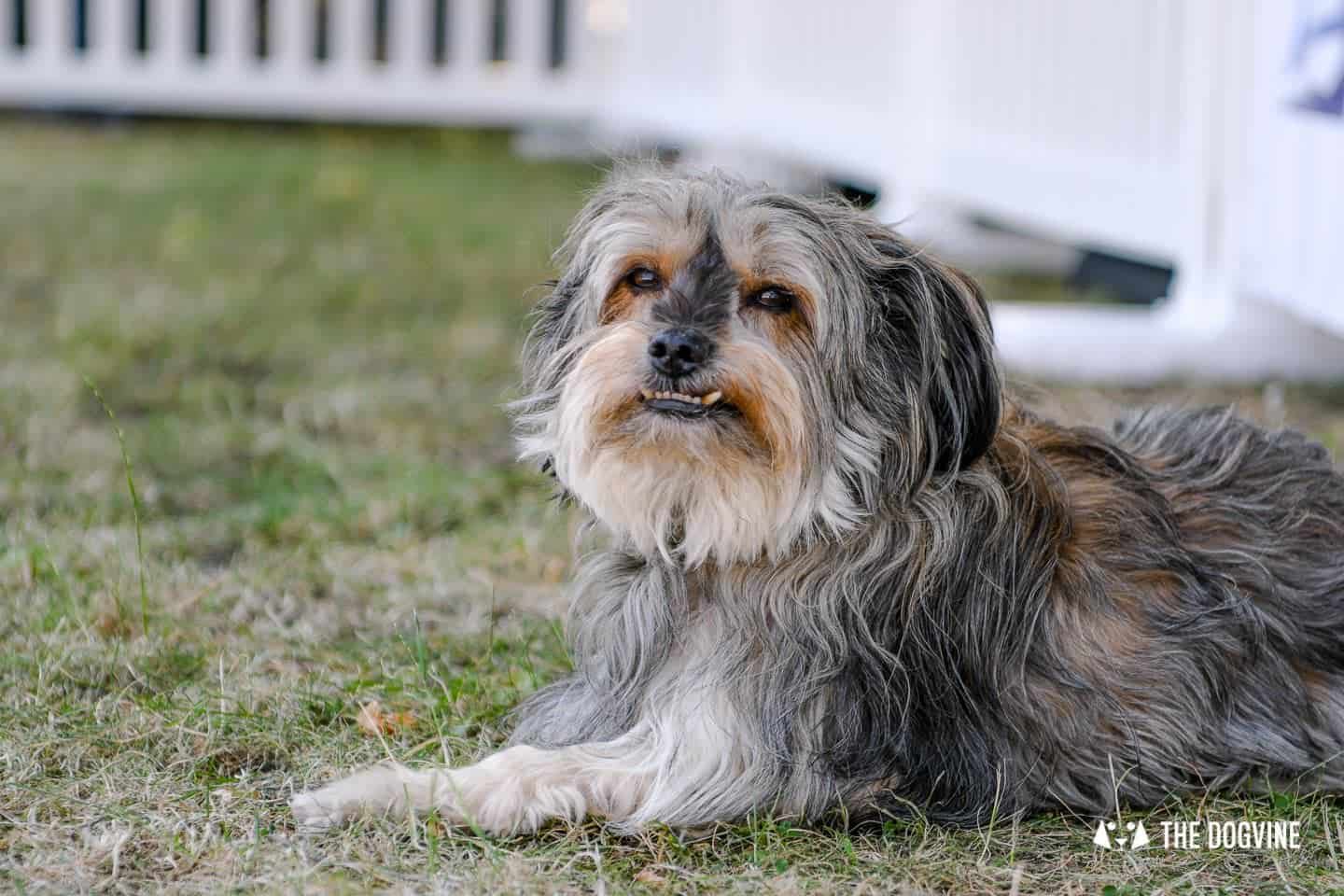 All Things Dog At The Canary Woof Dog Show 2018 3