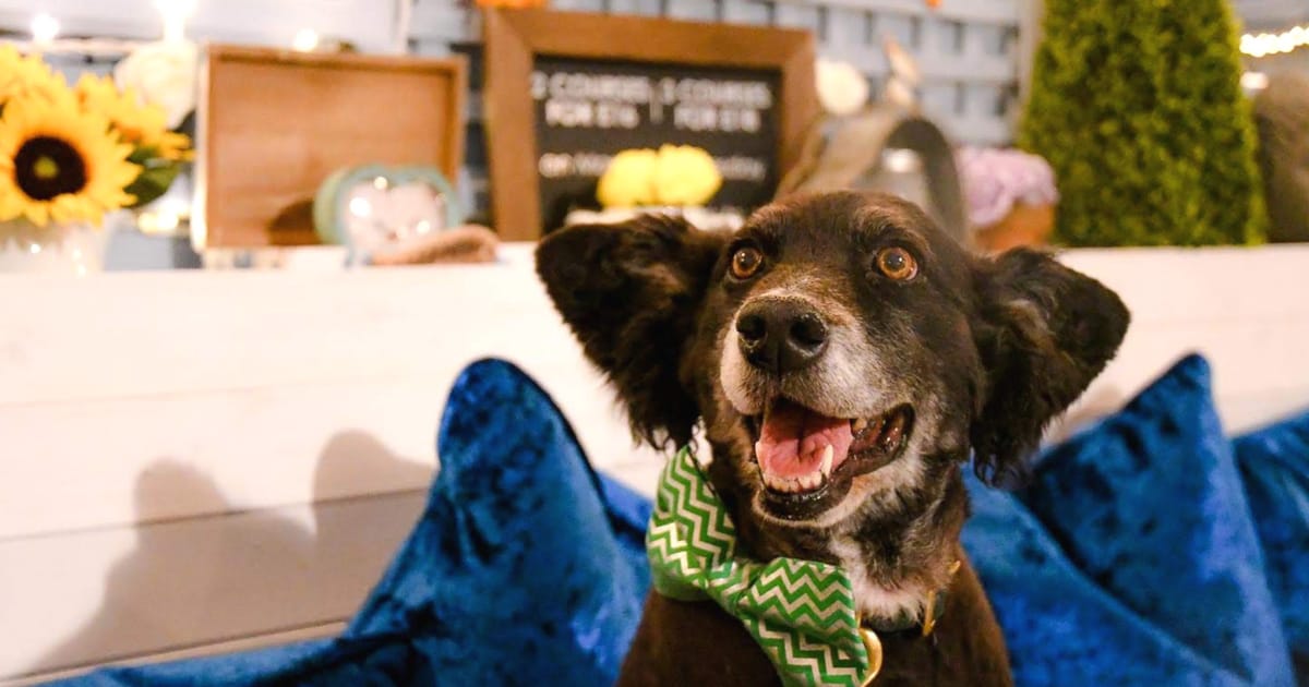 Doggy Launch Party at Dog Friendly Megan’s On the Hill Balham