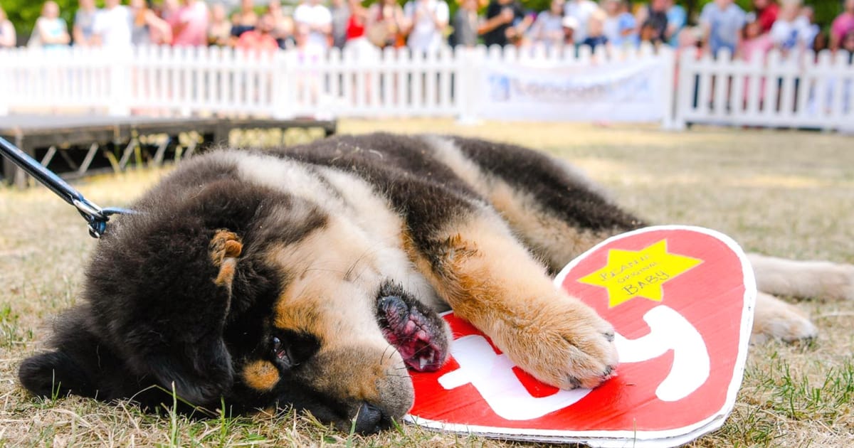 All Things Dog At The Canary Woof Dog Show 2018