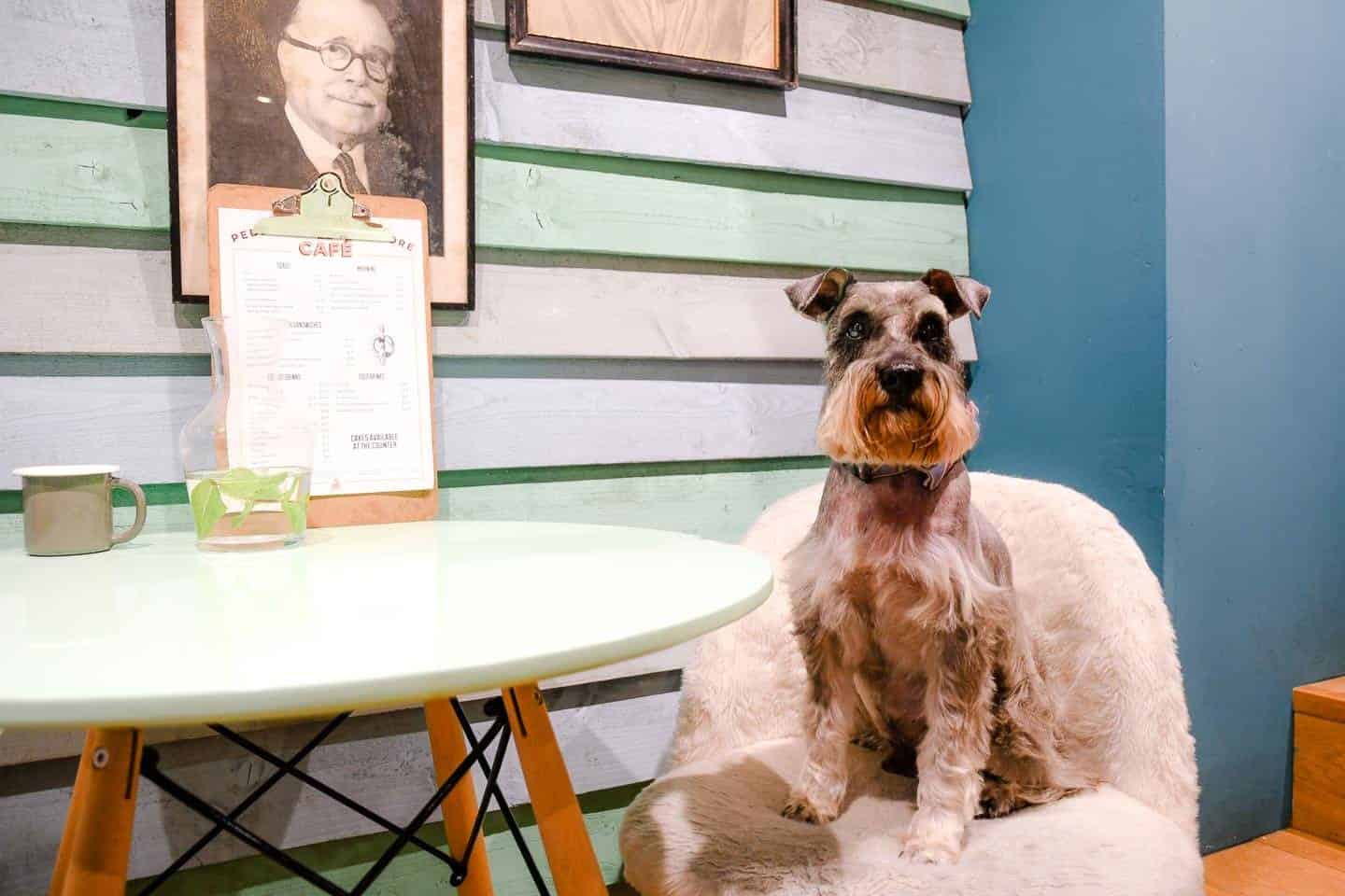 My Dog Friendly London By Pepper Chung The Schnauzer | Notting Hill
