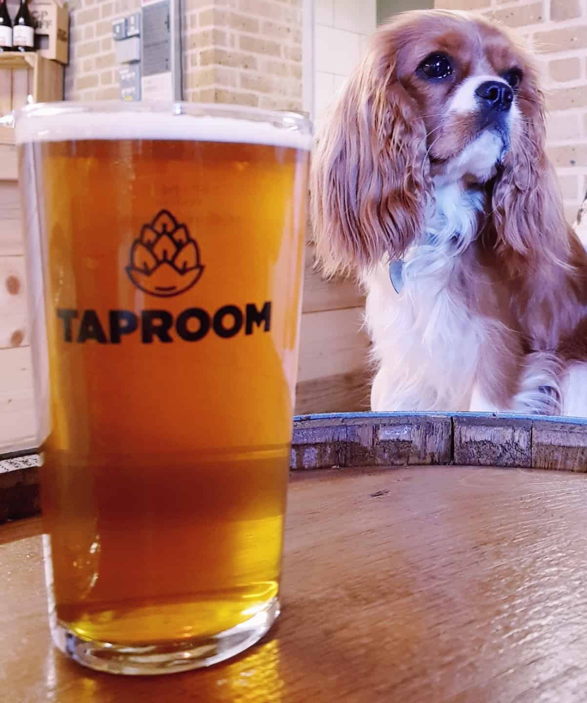 My Dog Friendly London by Amber The Cav - The Tap Room 6