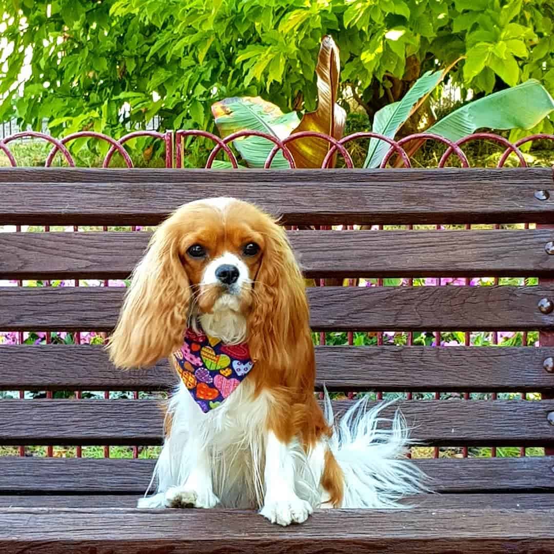 My Dog Friendly London by Amber the Cav Repawter - Park