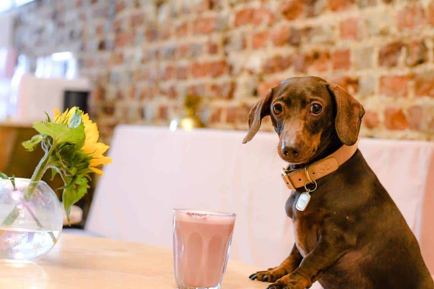 My Dog Friendly London By Pops The Sausage | East London