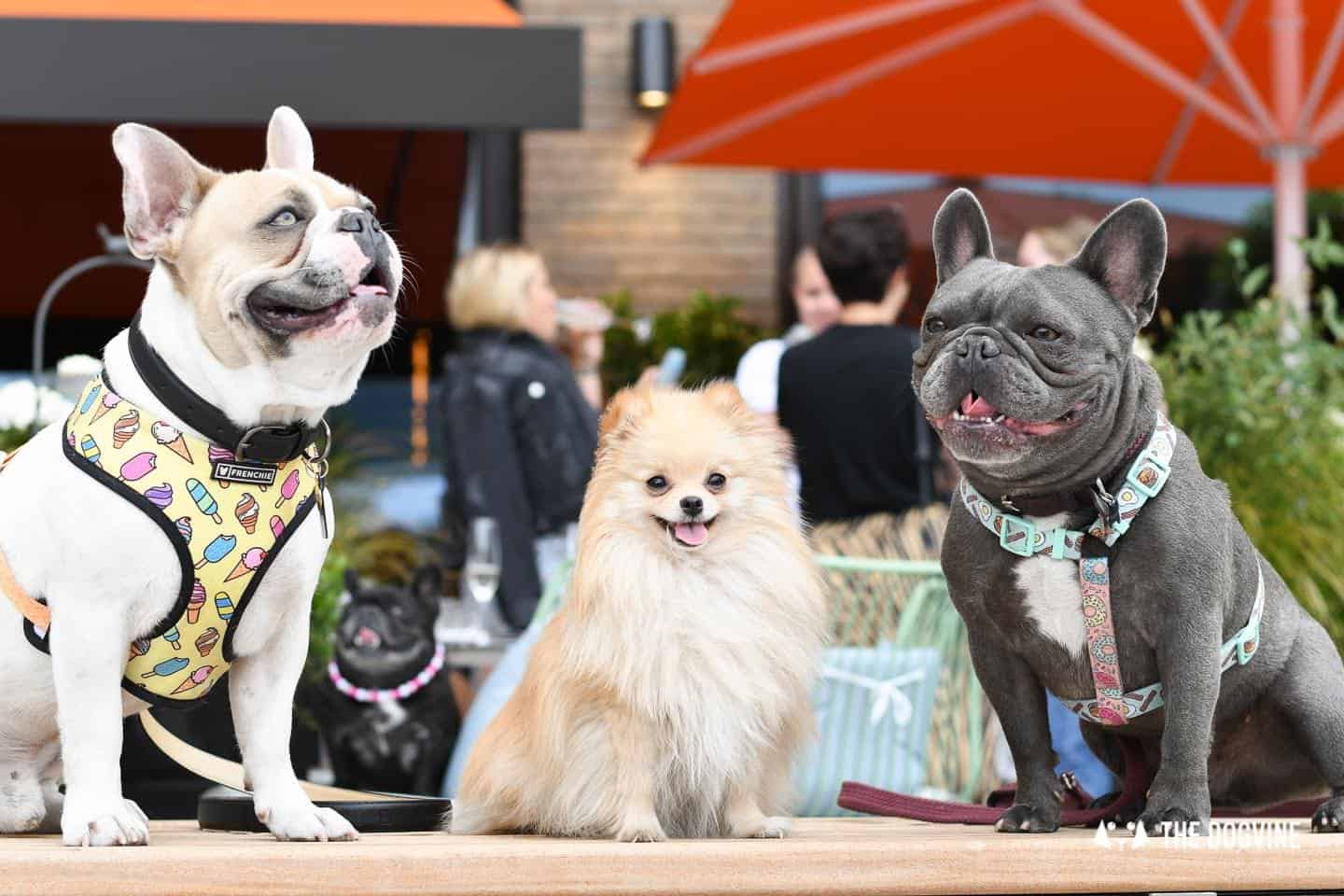 Dog Events In London This Month August 2018 - Cover Image
