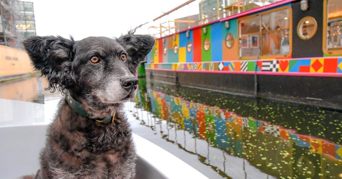 Dogs Day Out On The Canal With Dog-Friendly Go Boat London