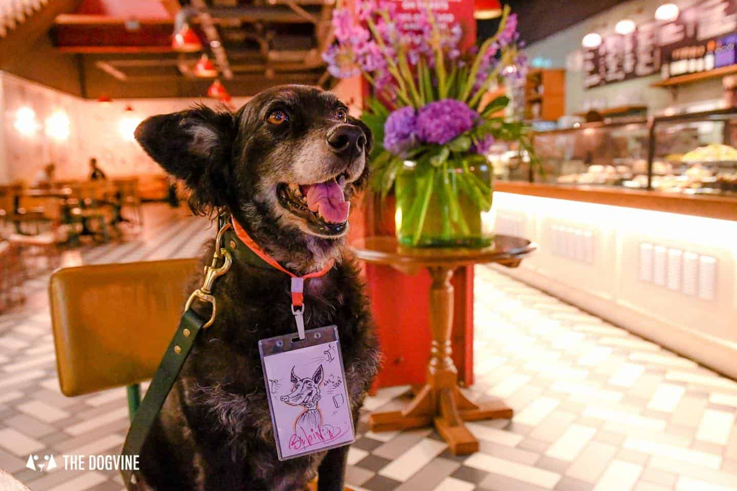 London Dogs At The Alpha Film Gala At Picturehouse Central 13