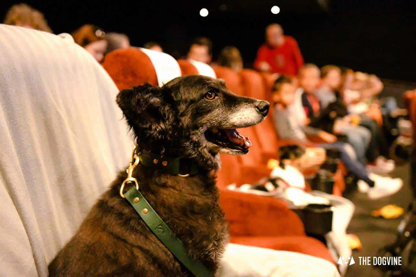 London Dogs At The Alpha Film Gala At Picturehouse Central 16