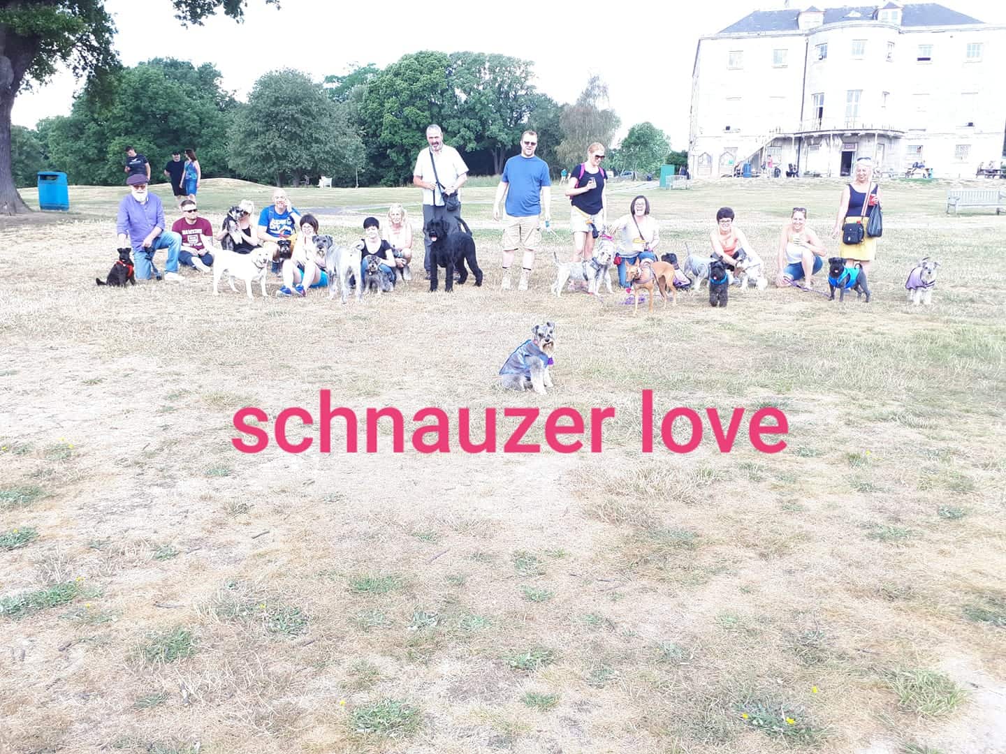 Schnauzers and Friends Walk August 2018