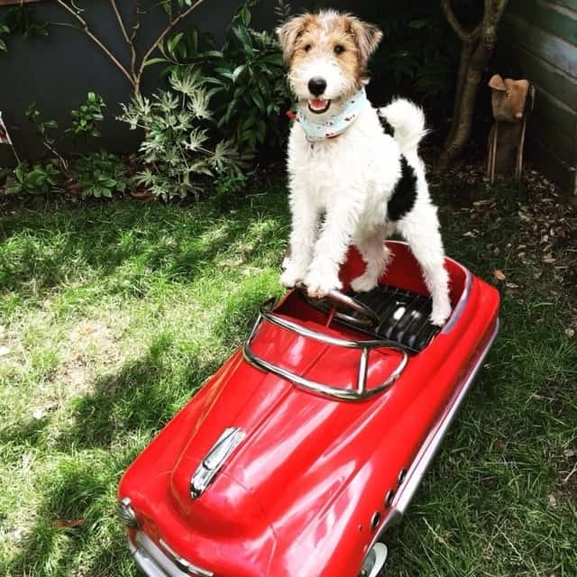The Incredibly Clever Canine Circus At The Classic Car Boot Sale