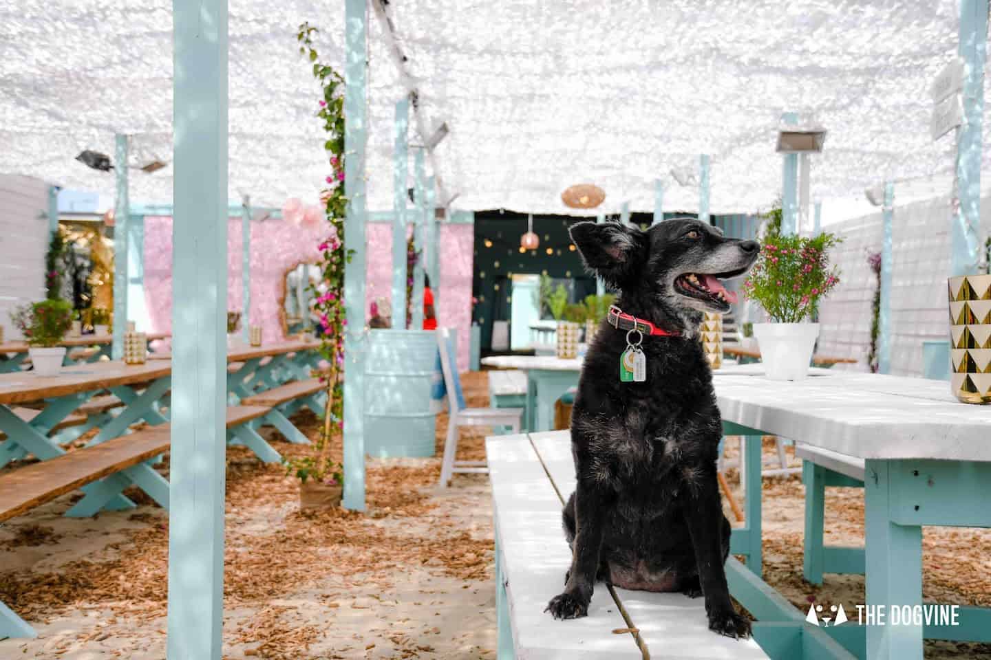 The London Dog Agenda for this weekend | 11-12 August 1
