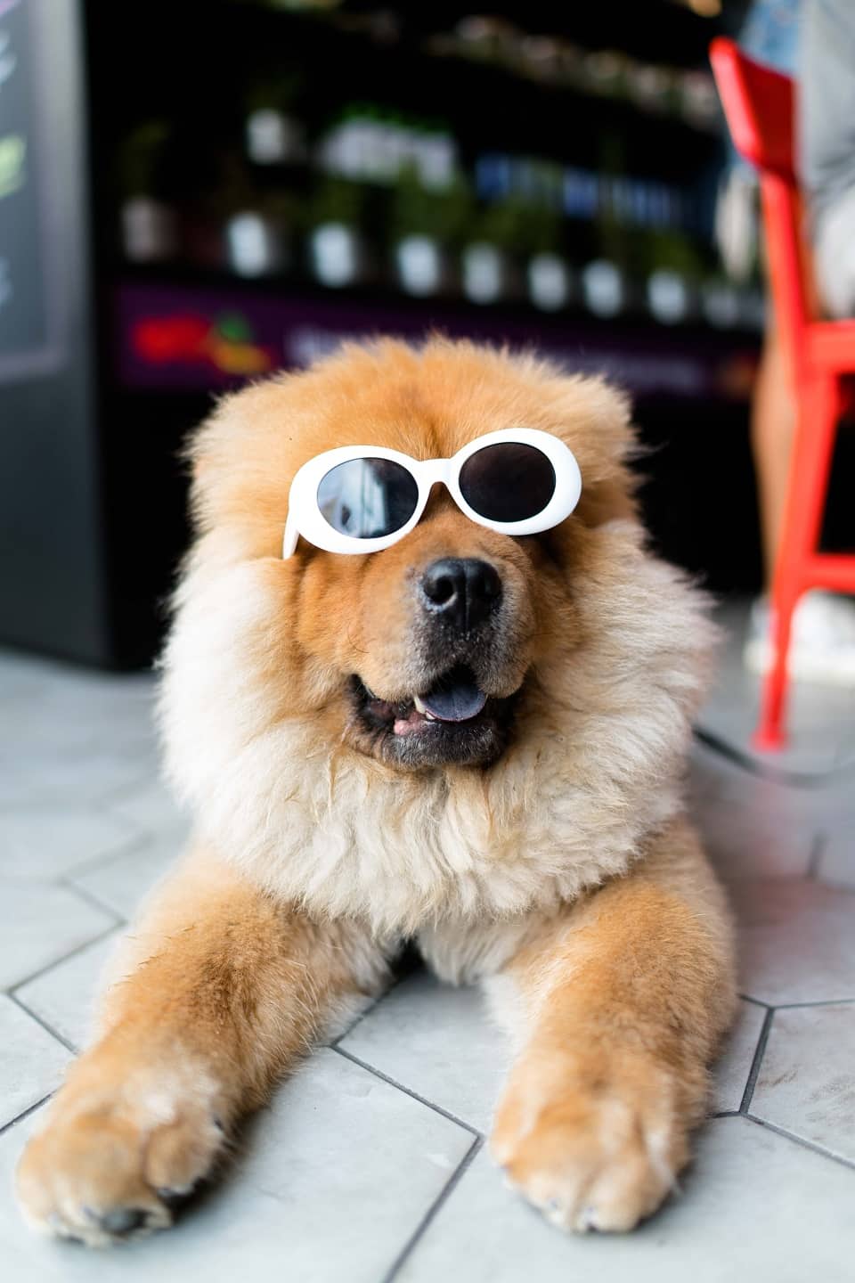 The London Dog Events Agenda For This Weekend 11-12 August Dog In Shades
