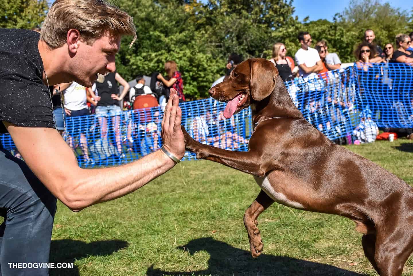 Your London Dog Events Agenda for 08-09 September - Victoria Park Dog Show 2