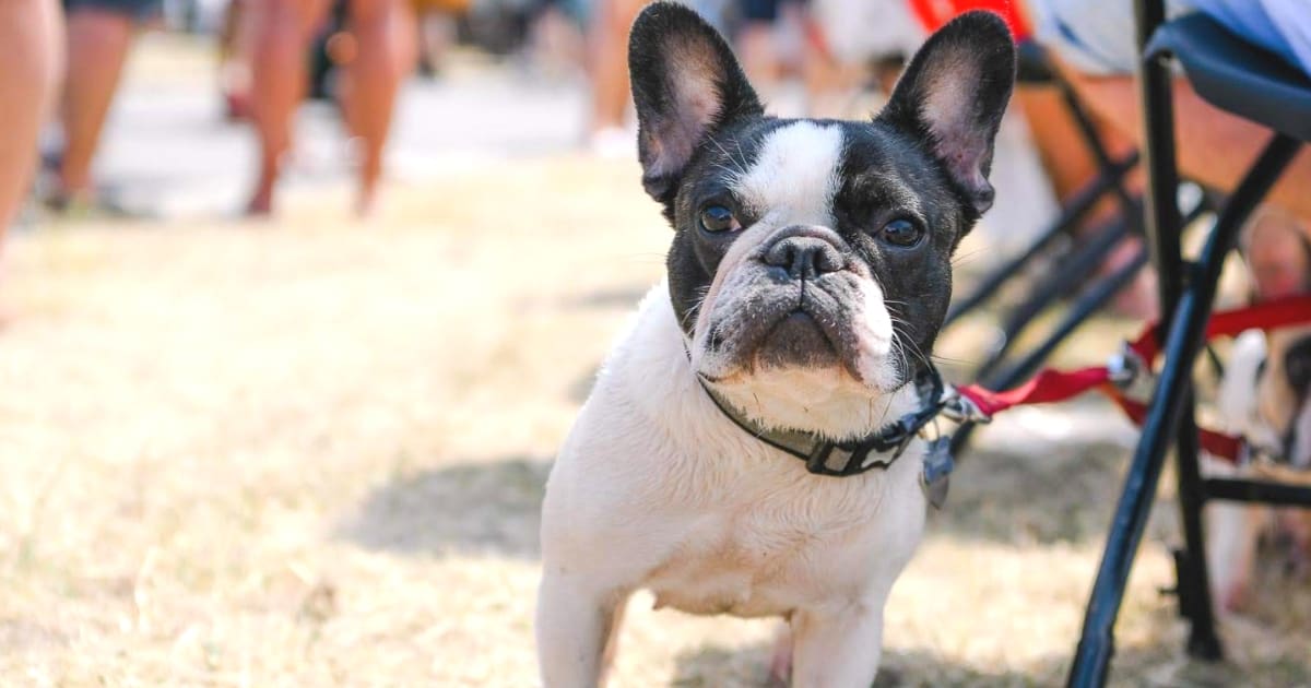 Your London Dog Events Agenda for 14-16 September