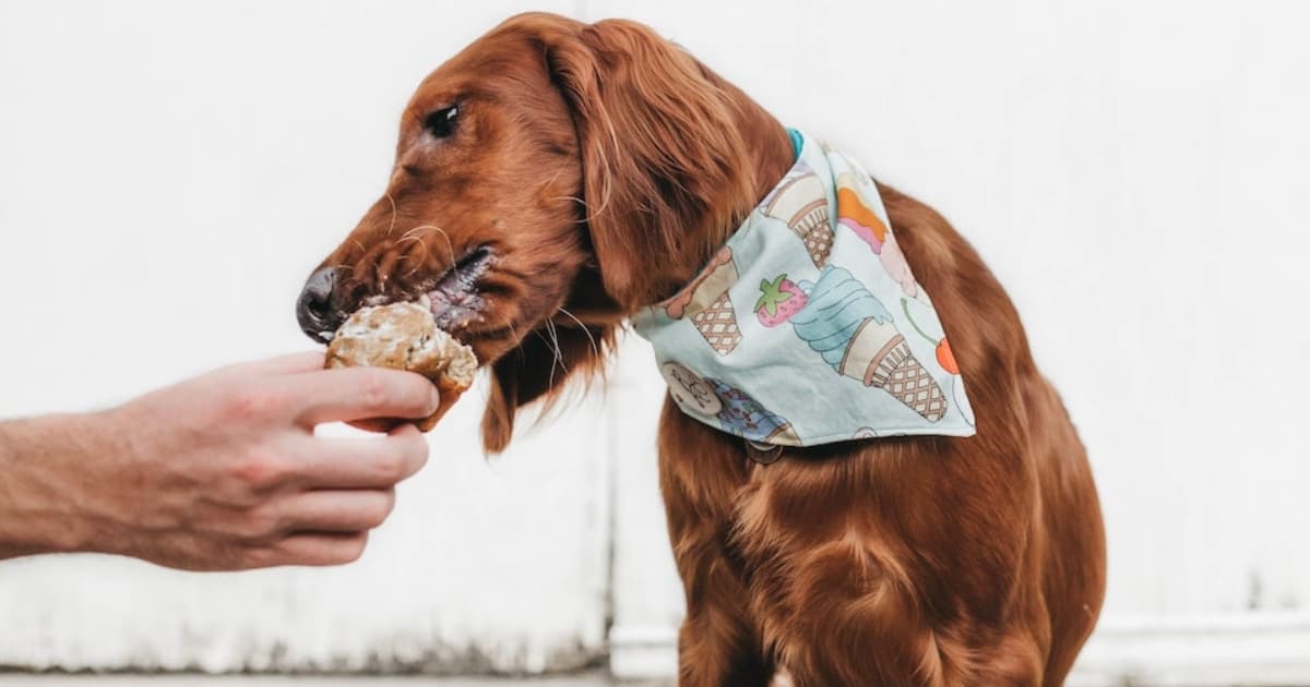 Your London Dog Events Agenda for 28-30 September