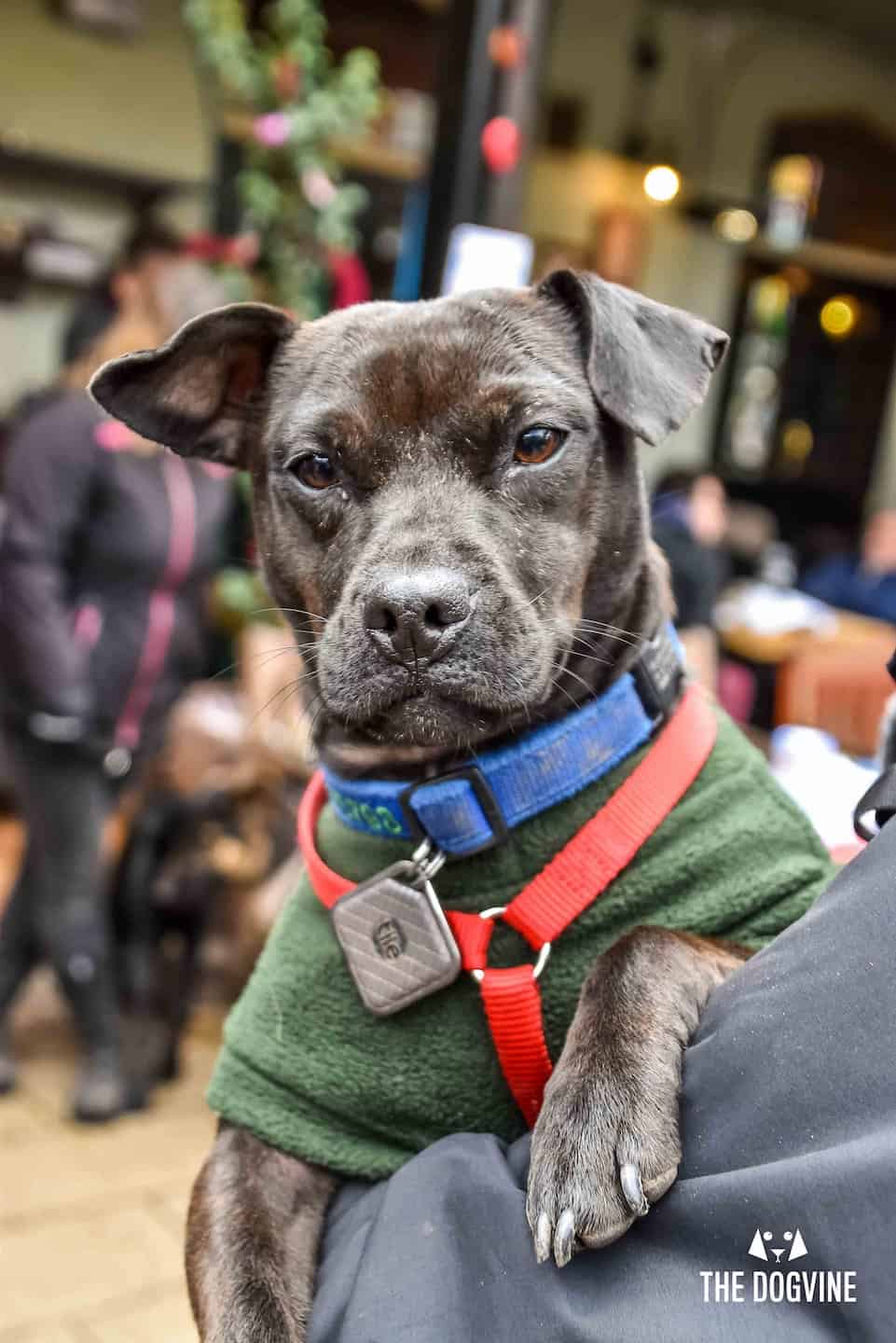 Dog Events In London This Month November 2018 - Dogs getting ready for Christmas