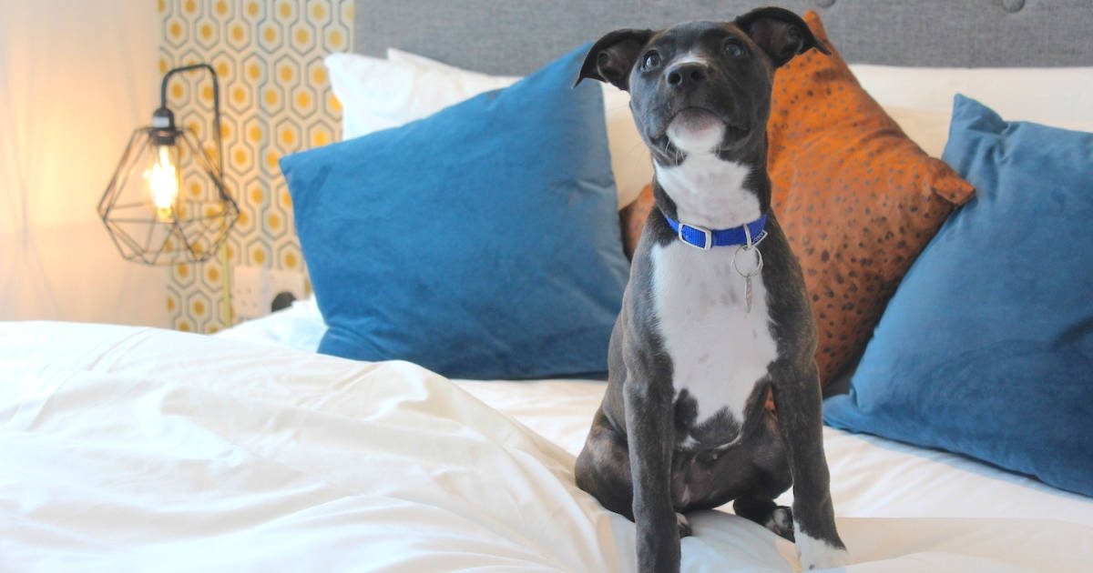 How Renting a Flat With a Dog in London Is Easy with Fizzy Living