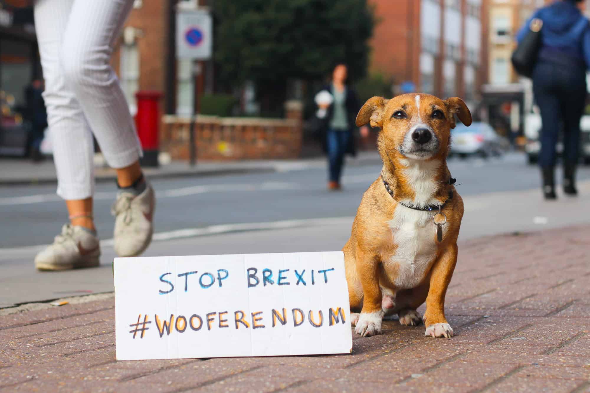London Dogs To Bark Out Against Brexit on the Wooferendum March - Ziggy Dachshund Mix