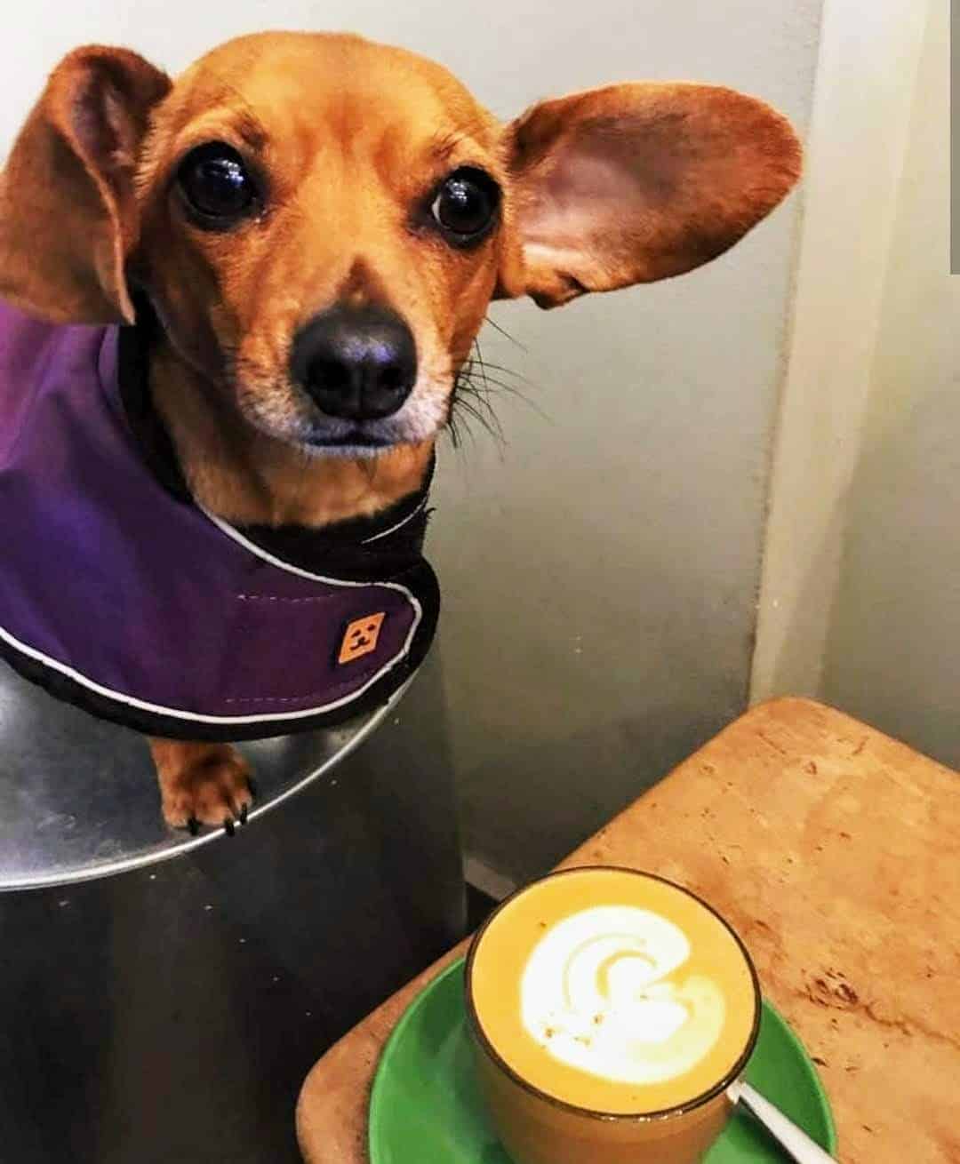 My Dog Friendly London Hammersmith & Fulham Daphne the Sausage Amoret Coffee 2