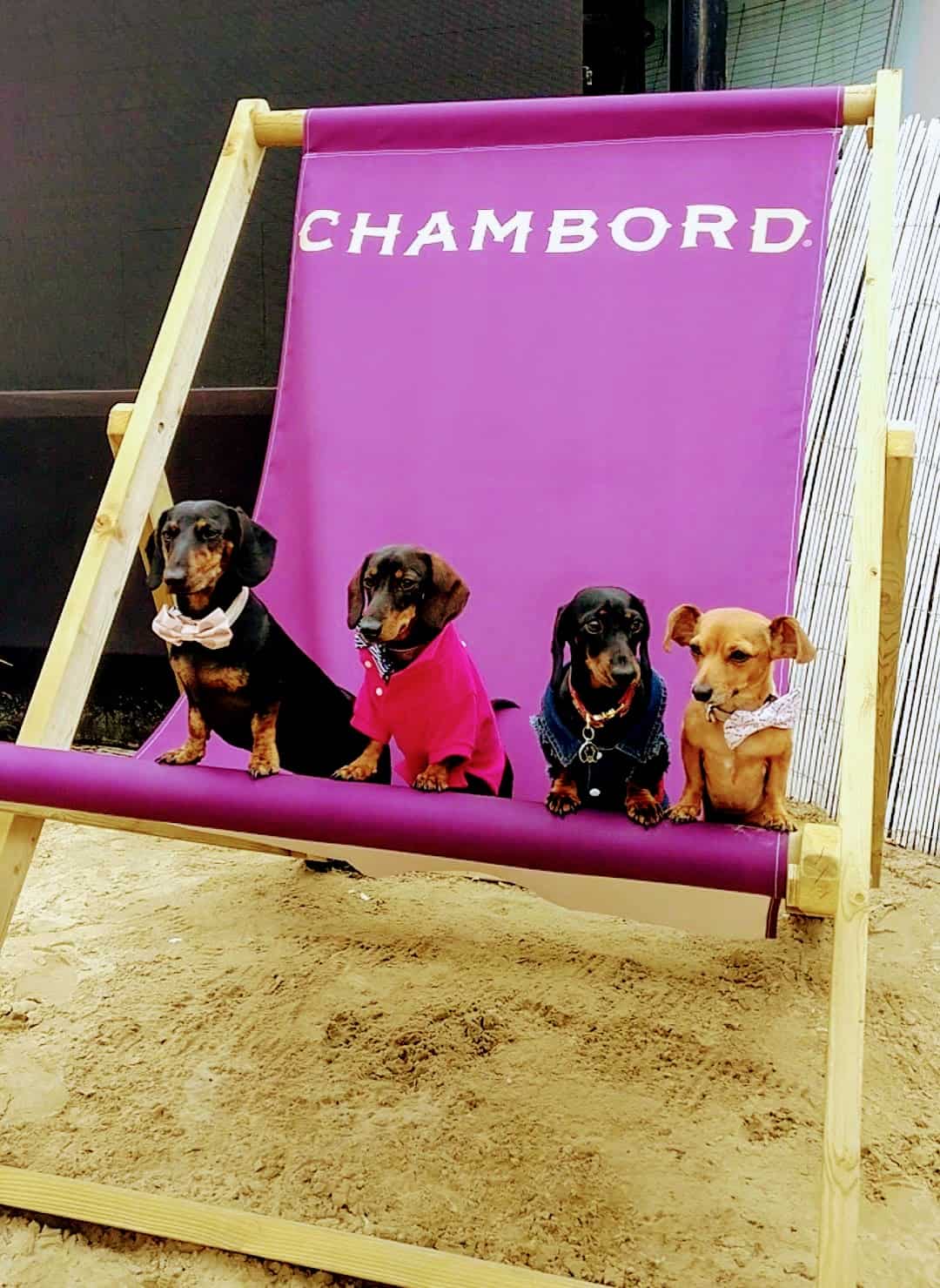 My Dog Friendly London Hammersmith & Fulham Daphne the Sausage Neverland Beach Club 1