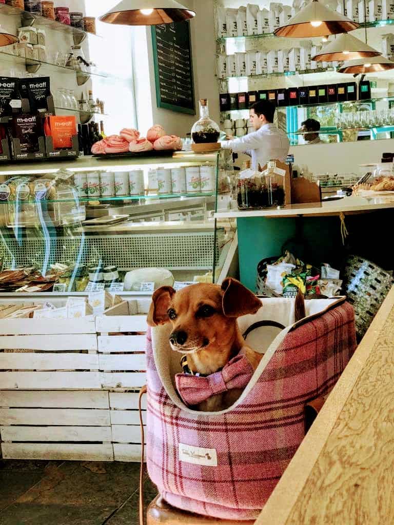 My Dog Friendly London Hammersmith & Fulham Daphne the Sausage The Corner House 2
