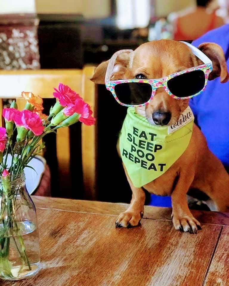 My Dog Friendly London Hammersmith & Fulham Daphne the Sausage The Havelock Tavern 2