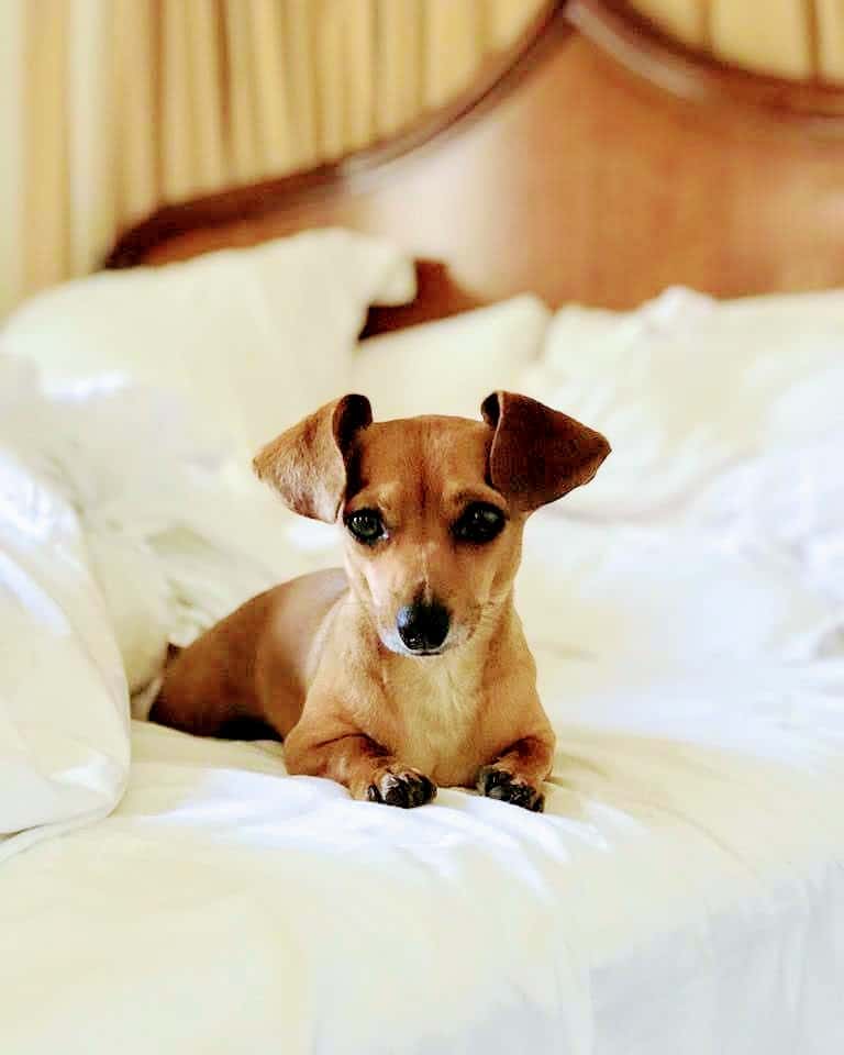 My Dog Friendly London Hammersmith & Fulham _ Daphne the Sausage 7
