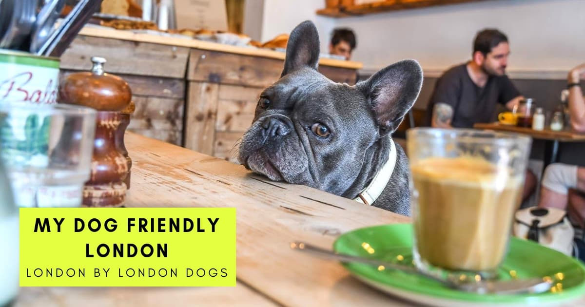 My Dog-Friendly London _ London by London Dogs Features
