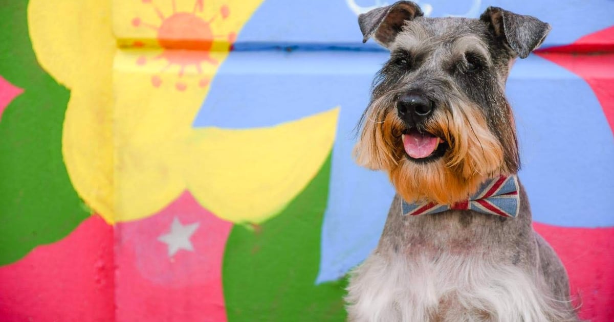 Your London Dog Events Agenda for 13-18 October