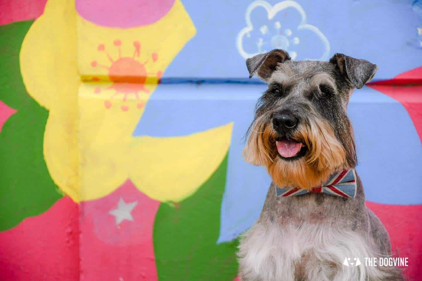 Your London Dog Events Agenda for 13-18 October - Pepper the Schnauzer