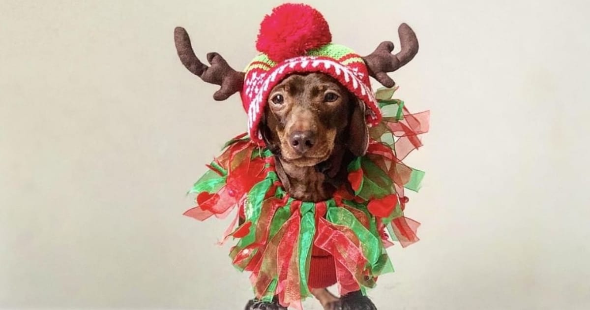 A Christmas Gift Guide For Dog Divas