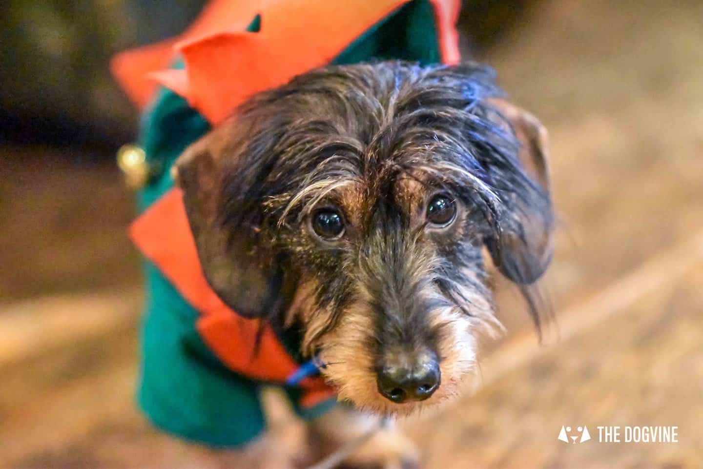 Dog Events In London Christmas 2018 Edition - Doggy Elf