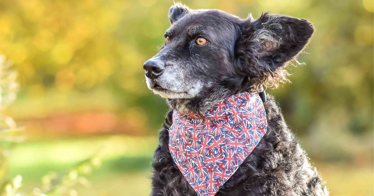 5 Dog-Friendly Days Out To Escape London For The Day