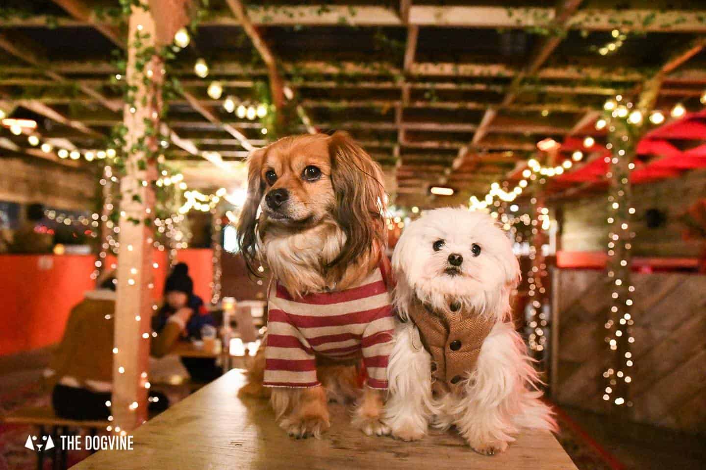 5 Reasons To Go To The Dog-friendly Bussey Rooftop Bar This Winter 20