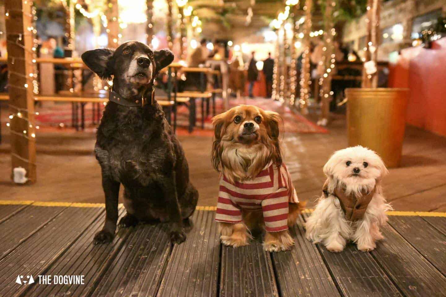 5 Reasons To Go To The Dog-friendly Bussey Rooftop Bar This Winter Belinha, Morri & Lilliput