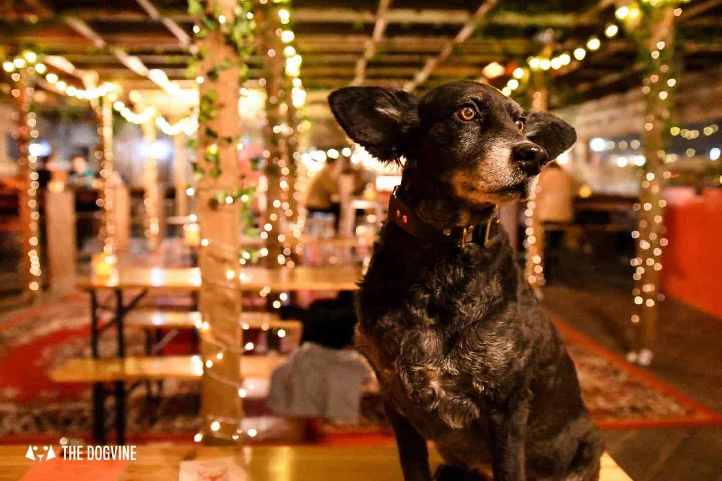5 Reasons To Go To The Dog-friendly Bussey Rooftop Bar This Winter 3