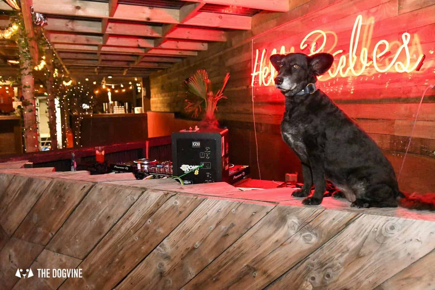 5 Reasons To Go To The Dog-friendly Bussey Rooftop Bar This Winter 6