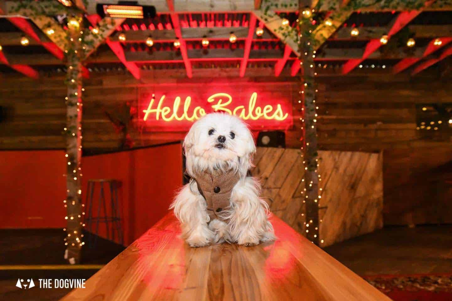 5 Reasons To Go To The Dog-friendly Bussey Rooftop Bar This Winter 8