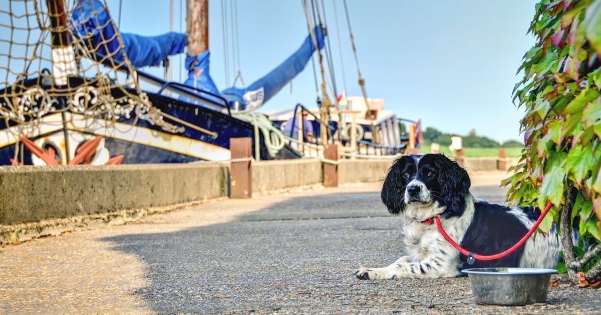 Dog-Friendly Travel Awards 2018 | Pick of The Pack