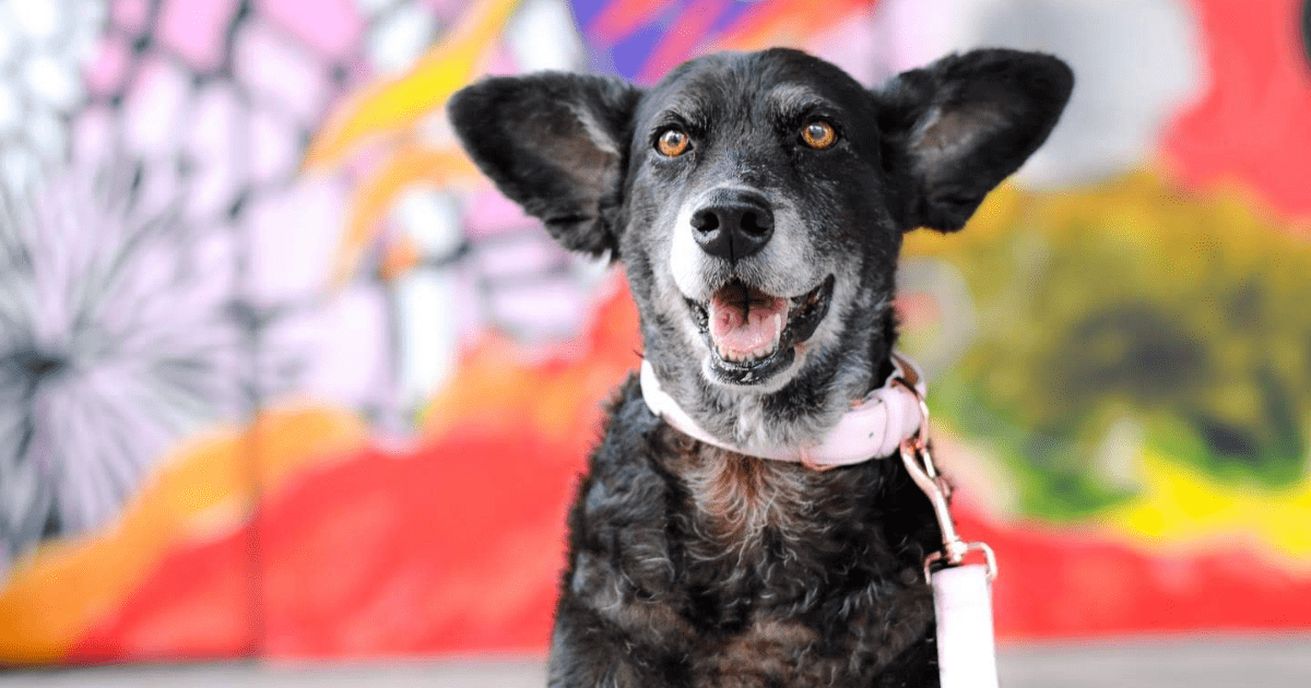 London Dog Events On This Week 06-09 December