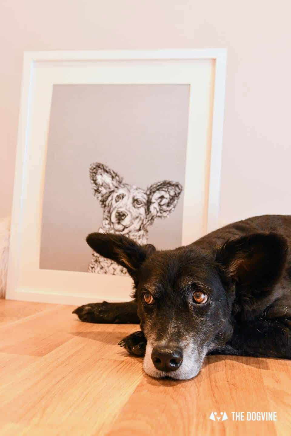 London Dog Portraits To Make You Smile - Rebecca Harrison Designs - Belinha and portrait
